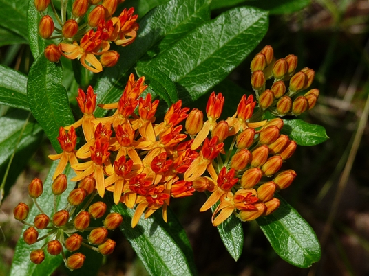 {Asclepias tuberosa}